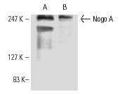 Nogo A (H-300): sc-25660. Western blot analysis of Nogo A expression in rat brain tissue extract (A) and F9 whole cell lysate (B).