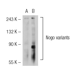 Nogo A (H-300): sc-25660. Western blot analysis of Nogo expression in non-transfected: sc-117752 (A) and human Nogo transfected: sc-111336 (B) 293T whole cell lysates.