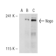Nogo A (D-19): sc-11030. Western blot analysis of Nogo expression in non-transfected 293T: sc-117752 (A), human Nogo transfected 293T: sc-112689 (B) and TE 671 (C) whole cell lysates.