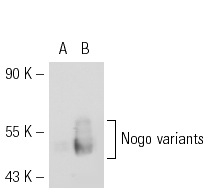 Nogo A (D-19): sc-11030. Western blot analysis of Nogo expression in non-transfected: sc-117752 (A) and human Nogo A transfected: sc-111336 (B) 293T whole cell lysates.