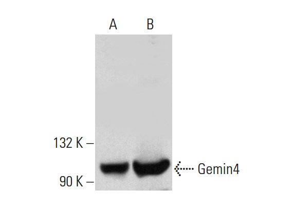Gemin4 (E-8): sc-365424. Western blot analysis of Gemin4 expression in Hep G2 (A) and HEK293 (B) whole cell lysates.