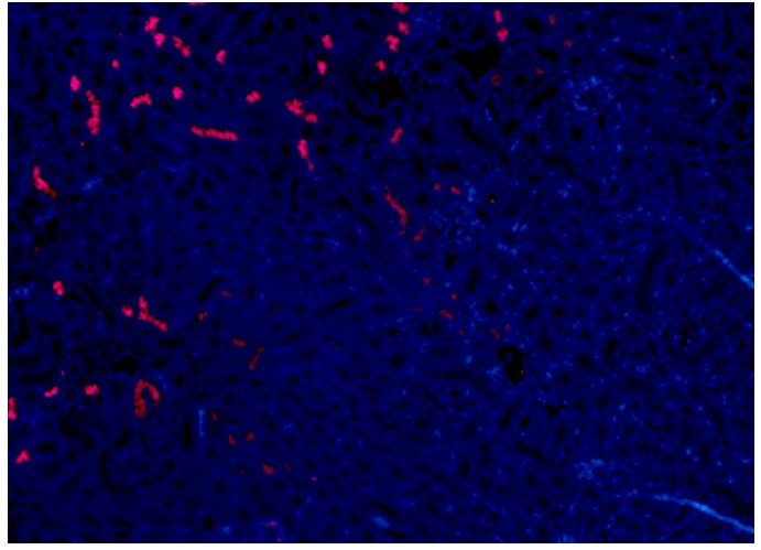 NCCT (C-16): sc-21554. Immuoflurescence staining of formalin-fixed, paraffin-embedded mouse kidney tissue showing apical membrane staining of cells in distal tubules and nuclear DAPI counterstain, at low magnification. Kindly provided by Vijay Marati Radhakrishnan, Ph.D., Steele Children's Research Center, The University of Arizona Department of Pediatrics.