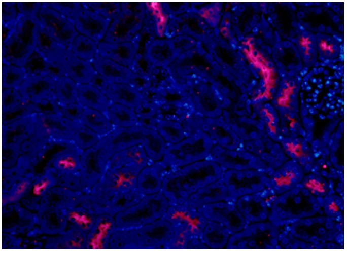NCCT (C-16): sc-21554. Immuoflurescence staining of formalin-fixed, paraffin-embedded mouse kidney tissue showing apical membrane staining of cells in distal tubules and nuclear DAPI counterstain, at medium magnification. Kindly provided by Vijay Marati Radhakrishnan, Ph.D., Steele Children's Research Center, The University of Arizona Department of Pediatrics.