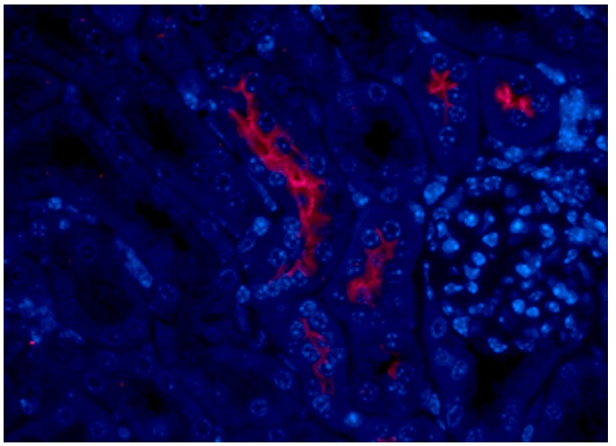 NCCT (C-16): sc-21554. Immuoflurescence staining of formalin-fixed, paraffin-embedded mouse kidney tissue showing apical membrane staining of cells in distal tubules and nuclear DAPI counterstain, at high magnification. Kindly provided by Vijay Marati Radhakrishnan, Ph.D., Steele Children's Research Center, The University of Arizona Department of Pediatrics.
