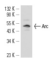 Arc (E-7): sc-55475. Western blot analysis of Arc expression in U-87 MG whole cell lysate.