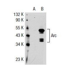 Arc (E-7): sc-55475. Western blot analysis of Arc expression in non-transfected: sc-117752 (A) and human Arc transfected: sc-117312 (B) 293T whole cell lysates.