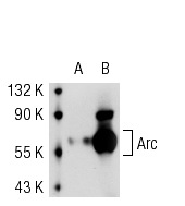 Arc (E-7): sc-55475. Western blot analysis of Arc expression in non-transfected: sc-117752 (A) and human Arc transfected: sc-170557 (B) 293T whole cell lysates.