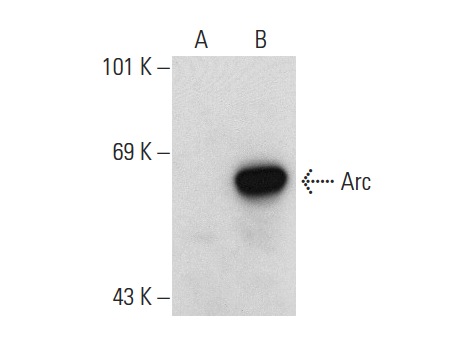 Arc (E-7): sc-55475. Western blot analysis of Arc expression in non-transfected: sc-117752 (A) and human Arc transfected: sc-170557 (B) 293T whole cell lysates.