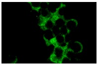 Presenilin 1 (N-19): sc-1245. Immunofluorescence staining of methanol-fixed PC-12 cells showing cytoplasmic staining.