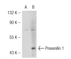 Presenilin 1 (N-19)-R: sc-1245-R. Western blot analysis of Presenilin 1 expression in non-transfected: sc-117752 (A) and mouse Presenilin 1 transfected: sc-122766 (B) 293T whole cell lysates.