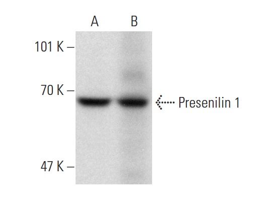 Presenilin 1 (N-19)-R: sc-1245-R. Western blot analysis of Presenilin 1 expression in HeLa (A) and Hep G2 (B) whole cell lysates.