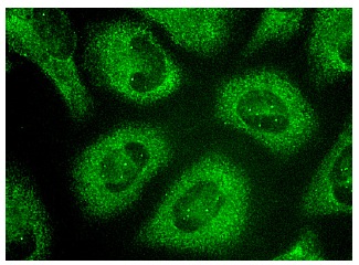 SMN (2B1): sc-32313. Immunofluorescence staining of methanol-fixed HeLa cells showing cytoplasmic and cajal bodies localization.