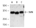 SMN (H-195): sc-15320. Western blot analysis of SMN expression in HeLa (A), SK-BR-3 (B) and K-562 nuclear extracts.