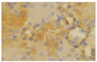 Trk B (H-181): sc-8316. Immunoperoxidase staining of formalin fixed, paraffin-embedded mouse kidney tissue showing membrane localization.