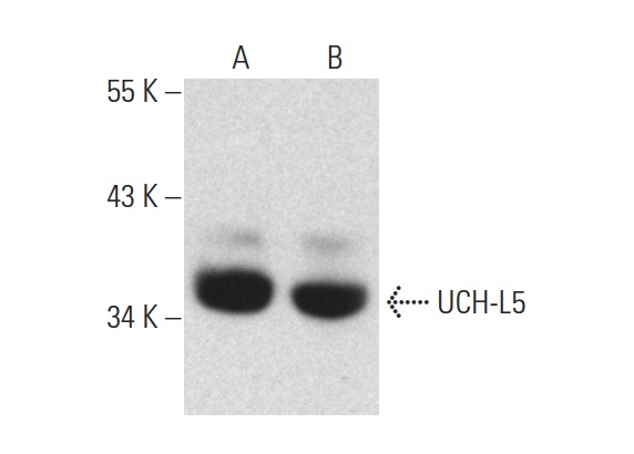 UCH-L5 (C-4): sc-271002. Western blot analysis of UCH-L5 expression in IMR-32 (A) and U-87 MG (B) whole cell lysates.