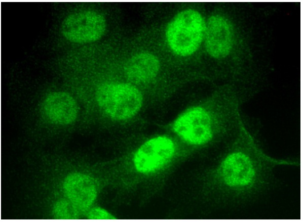 UCH-L5 (C-4): sc-271002. Immunofluorescence staining of formalin-fixed HepG2 cells showing nuclear localization.