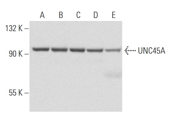 UNC45A (AbS1): sc-101493. Western blot analysis of UNC45A expression in HeLa (A), Jurkat (B), K-562 (C), and Ramos (D) whole cell lysates and human platelet extract (E).