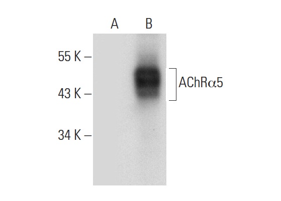 AChRα5 (268): sc-58606. Western blot analysis of AChRα5 expression in non-transfected: sc-117752 (A) and human AChRα5 transfected: sc-173672 (B) 293T whole cell lysates.