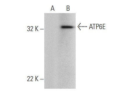 ATP6E (C-1): sc-48375. Western blot analysis of ATP6E expression in non-transfected: sc-117752 (A) and mouse ATP6E transfected: sc-110138 (B) 293T whole cell lysates.