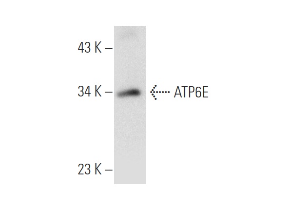 ATP6E (C-1): sc-48375. Western blot analysis of ATP6E expression in human spleen tissue extract.