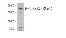 L-type Ca<sup>++</sup> CP α1D (H-240): sc-25687. Western blot analysis of L-type Ca<sup>++</sup> CP α1D expression in L6 whole cell lysate.