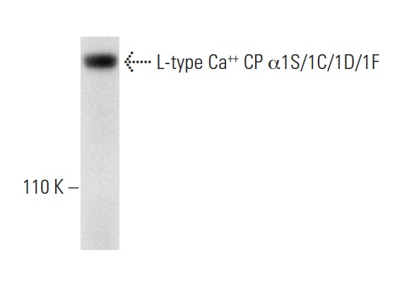 L-type Ca<sup>++</sup> CP α1S/1C/1D/1F (H-300): sc-98753. Western blot analysis of L-type Ca<sup>++</sup> CP α1S/1C/1D/1F expression in mouse heart tissue extract.