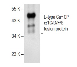 L-type Ca<sup>++</sup> CP α1C/D/F/S (G-14): sc-103590. Western blot analysis of human recombinant L-type Ca<sup>++</sup> CP α1C/D/F/S fusion protein.