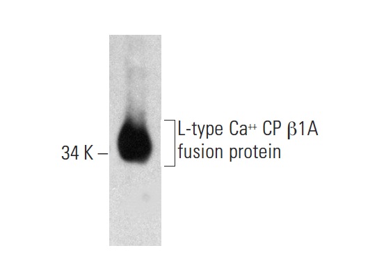 L-type Ca<sup>++</sup> CP β1A (A-18): sc-15970. Western blot analysis of human recombinant L-type Ca<sup>++</sup> CP β1A fusion protein.