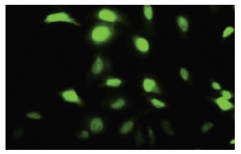 CLIC3 (405): sc-81872. Immunofluorescence staining of paraformaldehyde-fixed HeLa cells showing nuclear localization.