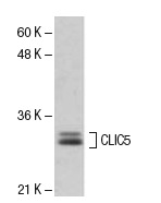 CLIC5 (B-23): sc-133468. Western blot analysis of CLIC5 expression in Jurkat whole cell lysate.