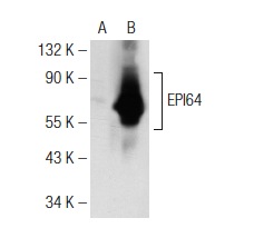 EPI64 (M-120): sc-33617. Western blot analysis of EPI64 expression in non-transfected: sc-117752 (A) and mouse EPI64 transfected: sc-110216 (B) 293T whole cell lysates.