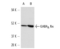 GABA<sub>A</sub> Rπ (H-115): sc-25708. Western blot analysis of GABA<sub>A</sub> Rπ expression in MES-SA/Dx5 (A) and JAR (B) whole cell lysates.