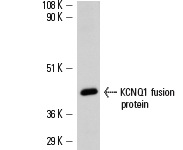 KCNQ1 (H-130): sc-20816. Western blot analysis of human recombinant KCNQ1 fusion protein.