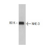 NHE-3 (53): sc-136368. Western blot analysis of NHE-3 expression in 293 whole cell lysate.