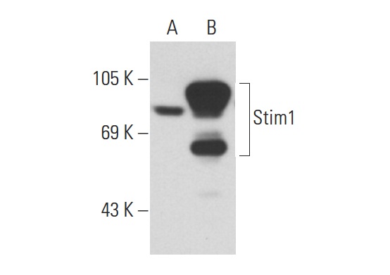 Stim1 (CDN3H4): sc-66173. Western blot analysis of Stim1 expression in non-transfected: sc-117752 (A) and human Stim1 transfected: sc-171959 (B) 293T whole cell lysates.