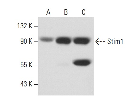 Stim1 (CDN3H4): sc-66173. Western blot analysis of Stim1 expression in non-transfected 293T: sc-117752 (A), human Stim1 transfected 293T: sc-171680 (B) and A-10 (C) whole cell lysates.