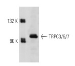 TRPC3/6/7 (H-100): sc-20111. Western blot analysis of TRPC3/6/7 expression in NRK whole cell lysate.