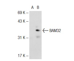 BAM32 (FL-280): sc-67166. Western blot analysis of BAM32 expression in non-transfected: sc-117752 (A) and human BAM32 transfected: sc-174819 (B) 293T whole cell lysates.