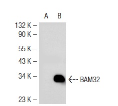 BAM32 (E-10): sc-133166. Western blot analysis of BAM32 expression in non-transfected: sc-117752 (A) and human BAM32 transfected: sc-113815 (B) 293T whole cell lysates.