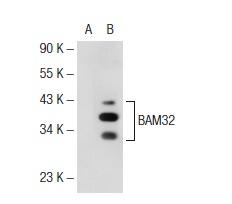 BAM32 (E-10): sc-133166. Western blot analysis of BAM32 expression in non-transfected: sc-117752 (A) and human BAM32 transfected: sc-174819 (B) 293T whole cell lysates.