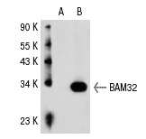 BAM32 (UW32): sc-73653. Western blot analysis of BAM32 expression in non-transfected: sc-117752 (A) and human BAM32 transfected: sc-113815 (B) 293T whole cell lysates.