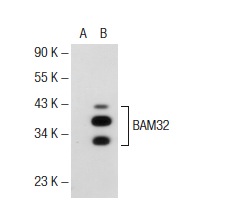 BAM32 (UW32): sc-73653. Western blot analysis of BAM32 expression in non-transfected: sc-117752 (A) and human BAM32 transfected: sc-174819 (B) 293T whole cell lysates.