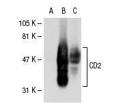 CD2 (X53): sc-20046. Western blot analysis of CD2 expression in non-transfected 293T: sc-117752 (A), human CD2 transfected 293T: sc-114105 (B) and Jurkat (C) whole cell lysates.