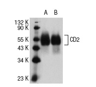CD2 (X53): sc-20046. Western blot analysis of CD2 expression in MOLT-4 (A) and CCRF-CEM (B) whole cell lysates.