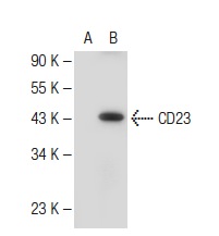 CD23 (C-19): sc-7021. Western blot analysis of CD23 expression in non-transfected: sc-117752 (A) and human CD23 transfected: sc-174643 (B) 293T whole cell lysates.