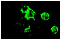CD23 (HD50): sc-18910. Immunofluorescence staining of methanol-fixed GA 10 cells showing membrane staining.