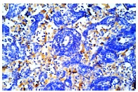 CD3-ε (48-2B): sc-1174. Immunoperoxidase staining of formalin-fixed, paraffin-embedded normal mouse lymph node showing membrane and cytoplasmic staining.