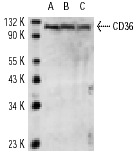 CD36 (N-15): sc-5522. Western blot analysis of CD36 expression in platelet extract (A) and human PBL (B) and mouse PBL (C) whole cell lysates.