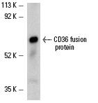 CD36 (H-300): sc-9154. Western blot analysis of human recombinant CD36 fusion protein.