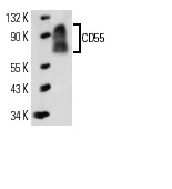 CD55 (NaM16-4D3): sc-51733. Western blot analysis of CD55 expression in HeLa whole cell lysate.